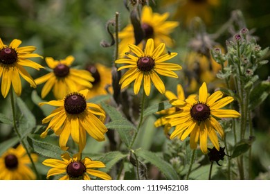 Black-eyed Susan (Rudbeckia Hirta) At Ijams Nature Center, Knoxv