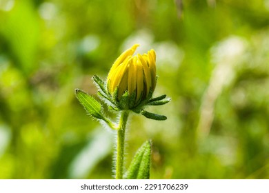 Black-eyed Susan or Rudbeckia hirta yellow flower.