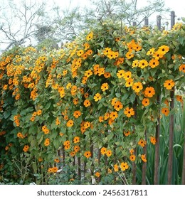 Black-eyed Susan vine, or Thunbergia alata, is a climbing plant with heart-shaped leaves and vibrant orange or yellow flowers with dark brown centers, ideal for trellises. - Powered by Shutterstock