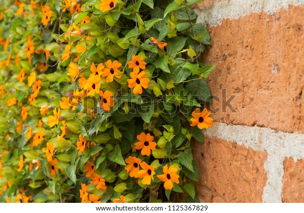 Blackeyed Susan Vine Trellis Thunbergia Alata Stock Photo - 