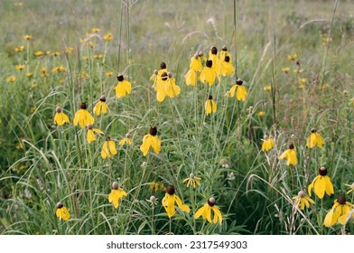 Black-Eyed Susans at Richardson Nature Center in Bloomington, MN. 35mm film