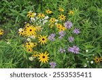 Black-eyed Susans, wild bergamot and other flowers at the restored prairie at Miami Woods in Morton Grove, Illinois