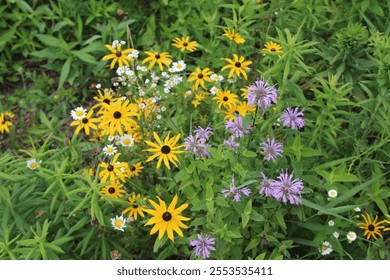 Black-eyed Susans, wild bergamot and other flowers at the restored prairie at Miami Woods in Morton Grove, Illinois - Powered by Shutterstock - Get 15% off with code: PIKWIZARD15