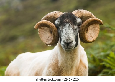 14,772 Black face sheep Images, Stock Photos & Vectors | Shutterstock