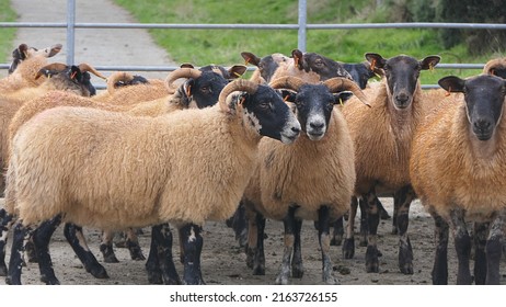Blackface Sheep standing behind a gate in a handling pen in Ireland