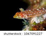 The black-faced blenny (Tripterygion delaisi) is a small benthic fish from the family Tripterygiidae (triplefin-blennies).