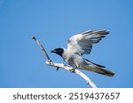 black-faced cuckooshrike (Coracina novaehollandiae) landing on a dry branch against nice blue sky