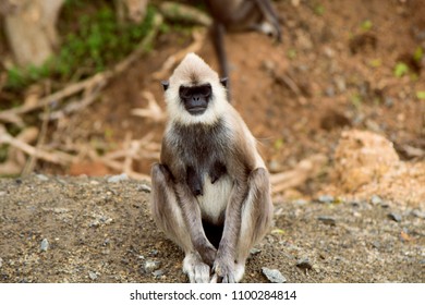 Black-faced monkey Long-tailed leaf monkey sitting on the ground