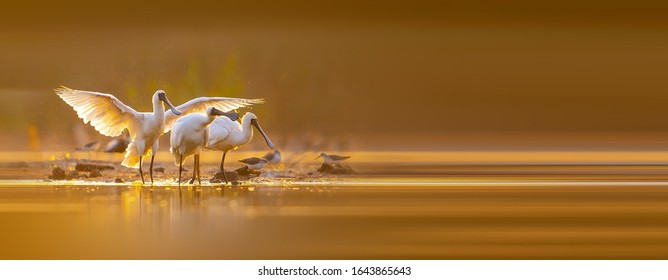 Black-faced Spoonbill Catches Fish In Wetlands