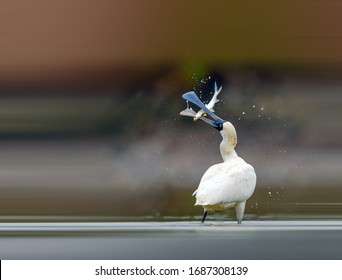 Black-faced Spoonbill Flapping Fish In Wetlands