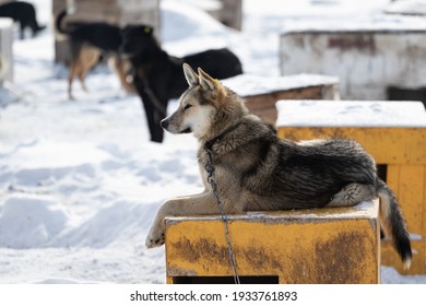 A Black-fawn Dog Lies On A Yellow Kennel At An Animal Shelter In Winter. Lots Of Dogs And Snow. The Problem With Stray Dogs. Poor Pet Maintenance. Animal On A Chain. Cruel Treatment.