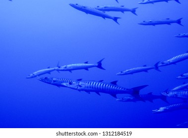 239 Blackfin Barracuda Images, Stock Photos & Vectors | Shutterstock