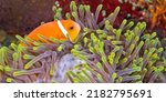 Blackfinned Anemonefish  Amphiprion nigripes  Magnificent Sea Anemone  Heteractis magnifica at Coral Reef  South Ari Atoll  Maldives  Indian Ocean  Asia