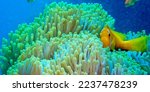 Blackfinned Anemonefish  Amphiprion nigripes  Magnificent Sea Anemone  Heteractis magnifica at Coral Reef  South Malé Atoll  Maldives  Indian Ocean  Asia