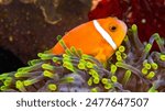 Blackfinned Anemonefish, Amphiprion nigripes, Magnificent Sea Anemone, Heteractis magnifica, Coral Reef, South Ari Atoll, Maldives, Indian Ocean, Asia