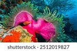 Blackfinned Anemonefish, Amphiprion nigripes, Magnificent Sea Anemone, Heteractis magnifica, Coral Reef, South Ari Atoll, Maldives, Indian Ocean, Asia