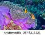 Blackfinned Anemonefish, Amphiprion nigripes, Magnificent Sea Anemone, Heteractis magnifica, Coral Reef, South Ari Atoll, Maldives, Indian Ocean, Asia