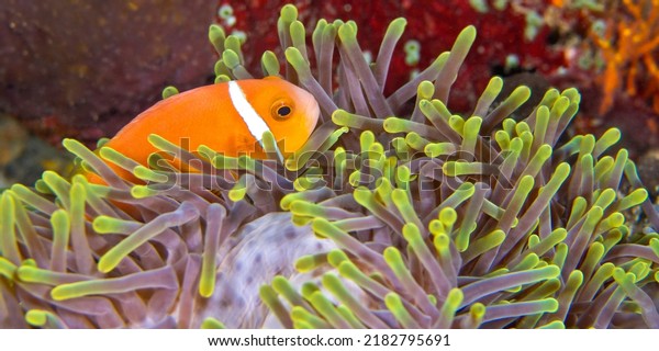 Blackfinned Anemonefish  Amphiprion\
nigripes  Magnificent Sea Anemone  Heteractis magnifica at Coral\
Reef  South Ari Atoll  Maldives  Indian Ocean \
Asia