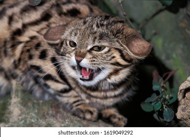 Black Footed Cat High Res Stock Images Shutterstock