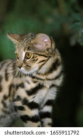 Black-Footed Cat, Felis Nigripes, Adult 