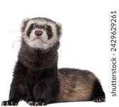 Black-footed ferret isolated on white background.The black-footed ferret also known as the American polecat or prairie dog hunter, is a species of mustelid native to central North America.