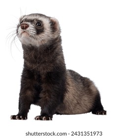 Black-footed ferret isolated on white background.The black-footed ferret also known as the American polecat or prairie dog hunter, is a species of mustelid native to central North America.