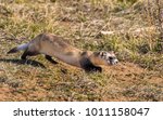 Black-footed Ferret on the Prairie