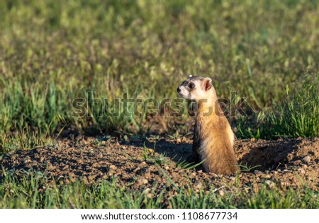 A Black-footed Ferret Searching for its Next Meal