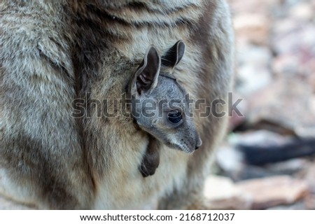 Black-footed Rock Wallaby joey in pouch