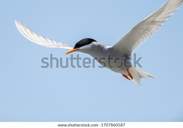 A black-fronted tern (Chlidonias albostriatus)
also known as sea martin, ploughboy, inland tern, riverbed tern or
tarapiroe, searching the Rakaia fresh water River bed in the South
Island