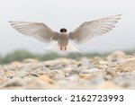 The Black-fronted Tern is New Zealand