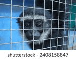 a black-furred monkey with white stripes stares out of a wire-covered cage