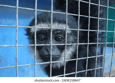 a black-furred monkey with white stripes stares out of a wire-covered cage