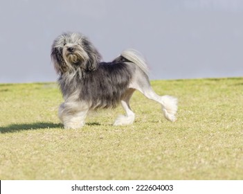 Little Lion Dog Images Stock Photos Vectors Shutterstock