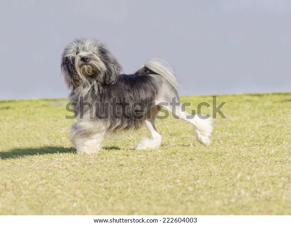 Blackgray White Petit Chien Lion Little Stock Photo Edit Now