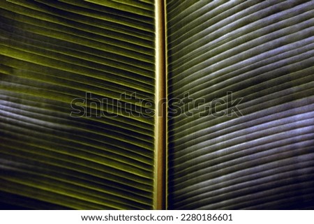 blackground of green banana leaves