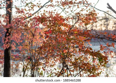 Blackgum Tree Beside A Lake In Autumn At Sunset
