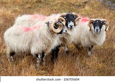 Blackhead sheeps in the Scottish highlands