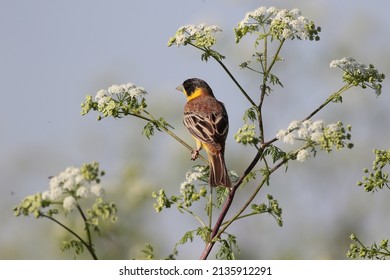 The black-headed bunting  is a passerine bird. It breeds in south-east Europe east to Iran and migrates in winter mainly to India, with some individuals moving further into south-east Asia. 
