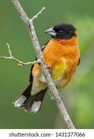 338 Black headed grosbeak Images, Stock Photos & Vectors | Shutterstock