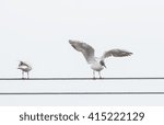 Black-headed Gull