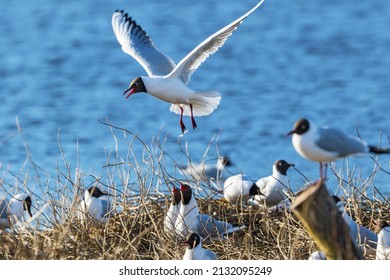 Black-headed Gull To Be Landing In The Bird Colony