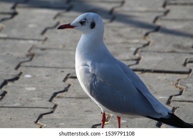 Black-headed Gull bird.

In August, the black headed gull loses it's dark 
