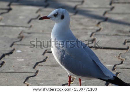 Black-headed Gull bird.

In August, the black headed gull loses it's dark 