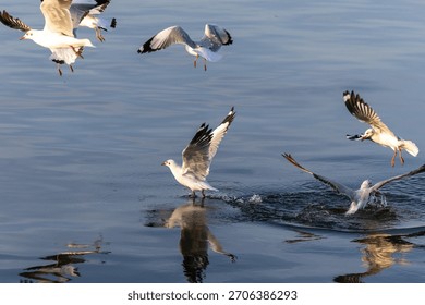 A black-headed gull is captured mid-flight, hovering with intense focus just above the water as it scans for prey. This image showcases the bird's keen eyesight and patient hunting technique.