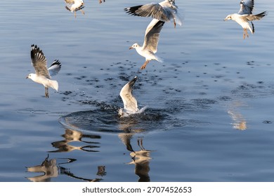A black-headed gull is captured mid-flight, hovering with intense focus just above the water as it scans for prey. This image showcases the bird's keen eyesight and patient hunting technique.