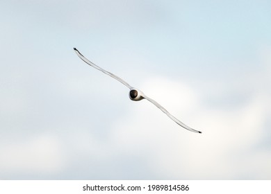 Black-headed gull (Chroicocephalus ridibundus) flying towards the viewer with a out of focus clouded ky in the background