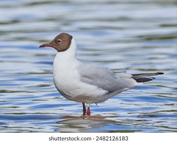 Black-headed gull Chroicocephalus ridibundus seabird standing in the water with reflections on the surface - Powered by Shutterstock