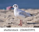 Black-headed gull (Chroicocephalus ridibundus) in side view standing in the sand on the beach - Usedom, Baltic Sea, Germany, Europe    