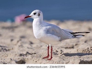 Black-headed gull (Chroicocephalus ridibundus) in side view standing in the sand on the beach - Usedom, Baltic Sea, Germany, Europe    